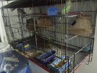 folding cages and birds for sale