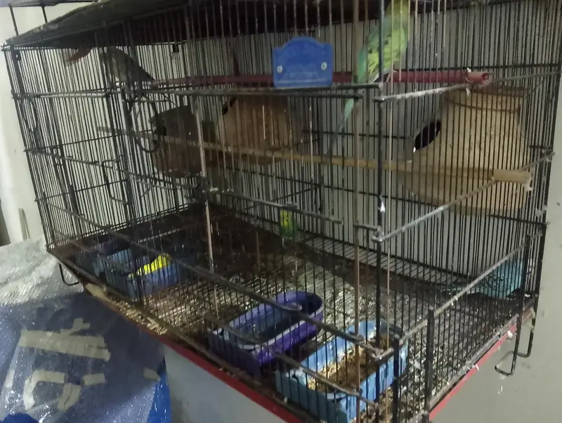folding cages and birds for sale