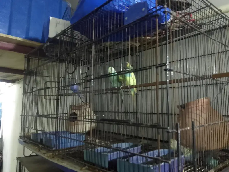 folding cages and birds for sale — photo 2