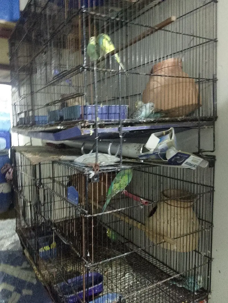 folding cages and birds for sale — photo 3