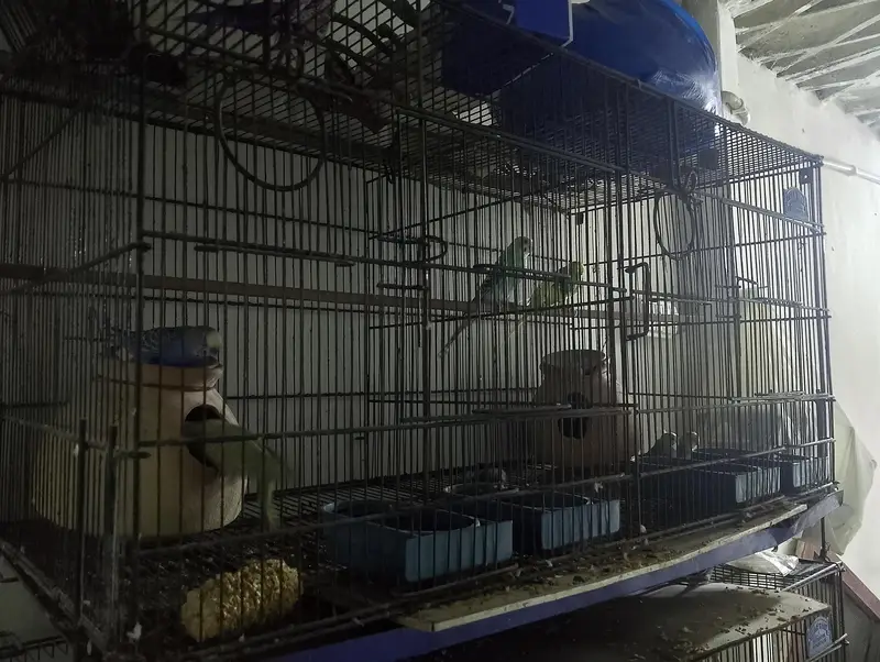 folding cages and birds for sale — photo 4