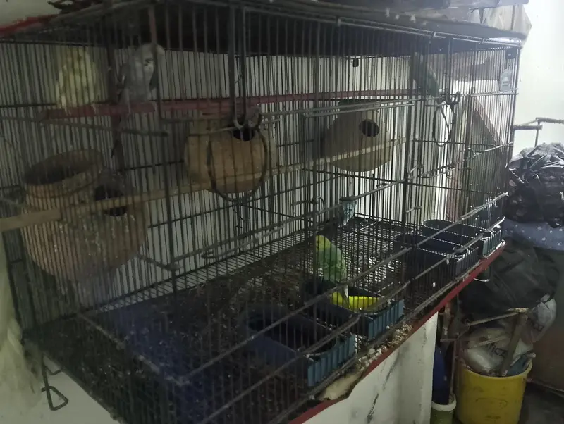 folding cages and birds for sale — photo 5