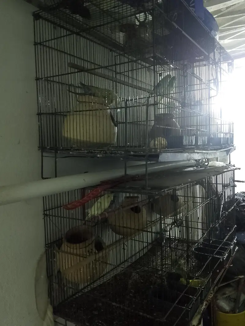 folding cages and birds for sale — photo 6