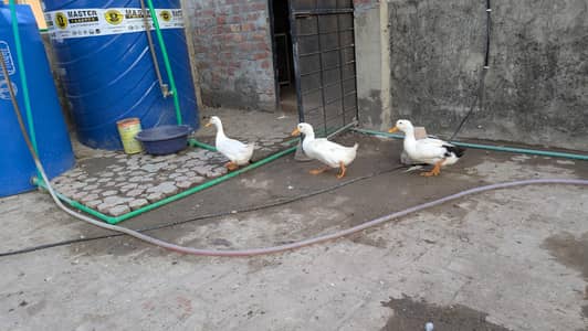ducks pairs available