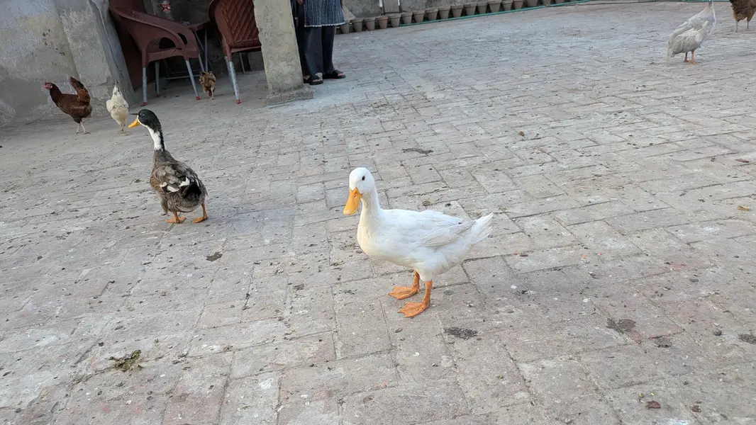 ducks pairs available — photo 2