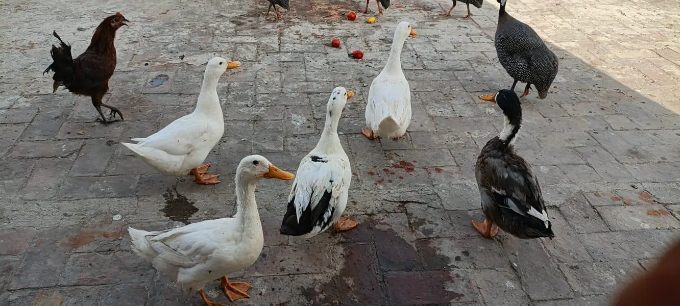 ducks pairs available — photo 3