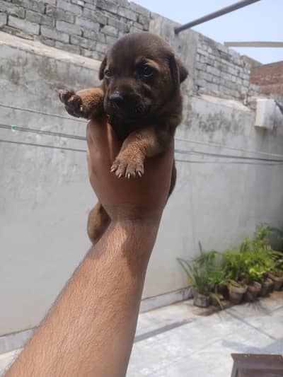 Puppy