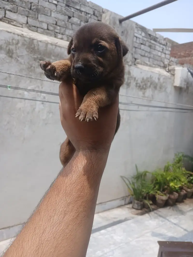 Puppy
