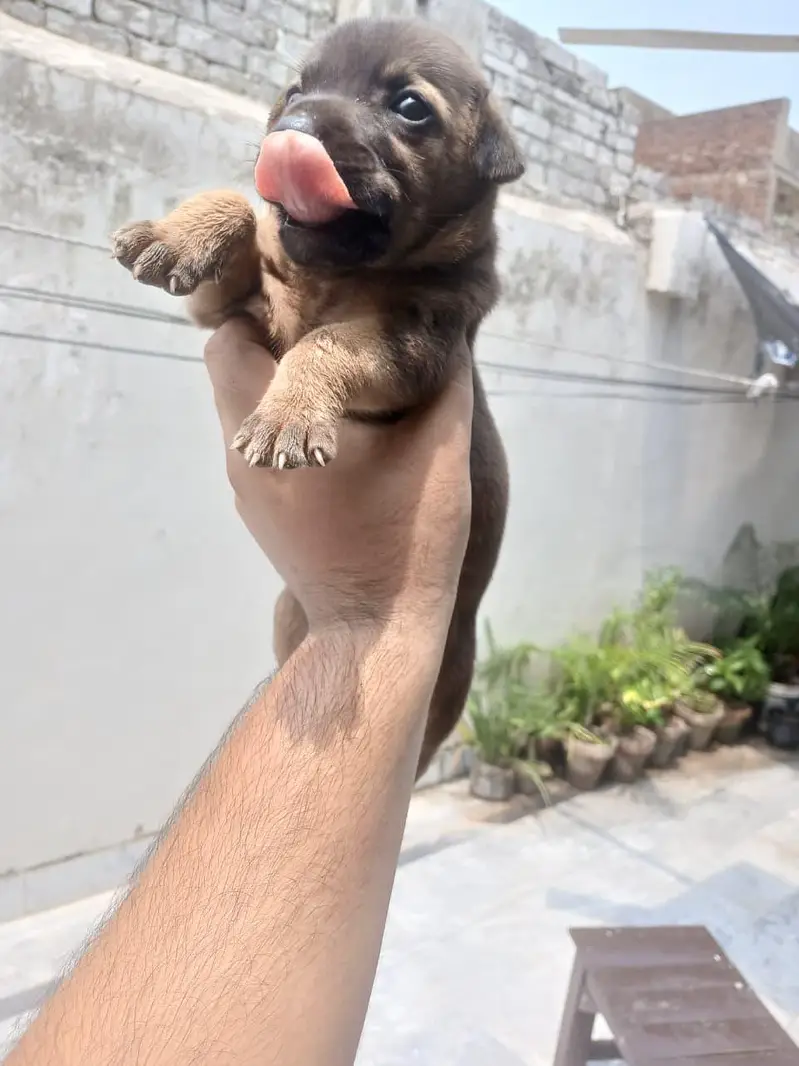 Puppy — photo 2