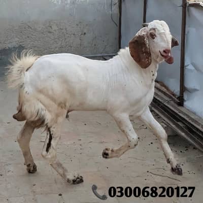 Bakrian For Sale | Goats For Sale | بکریاں فار سیل
