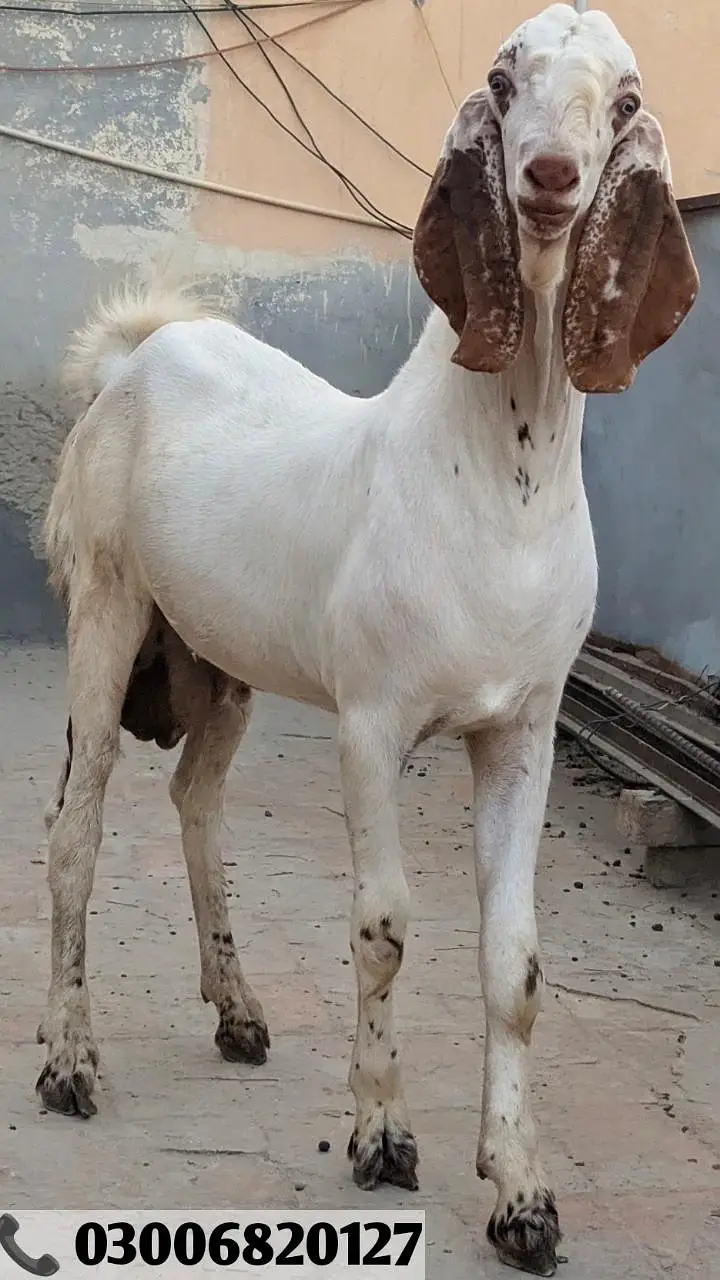 Bakrian For Sale | Goats For Sale | بکریاں فار سیل — photo 2