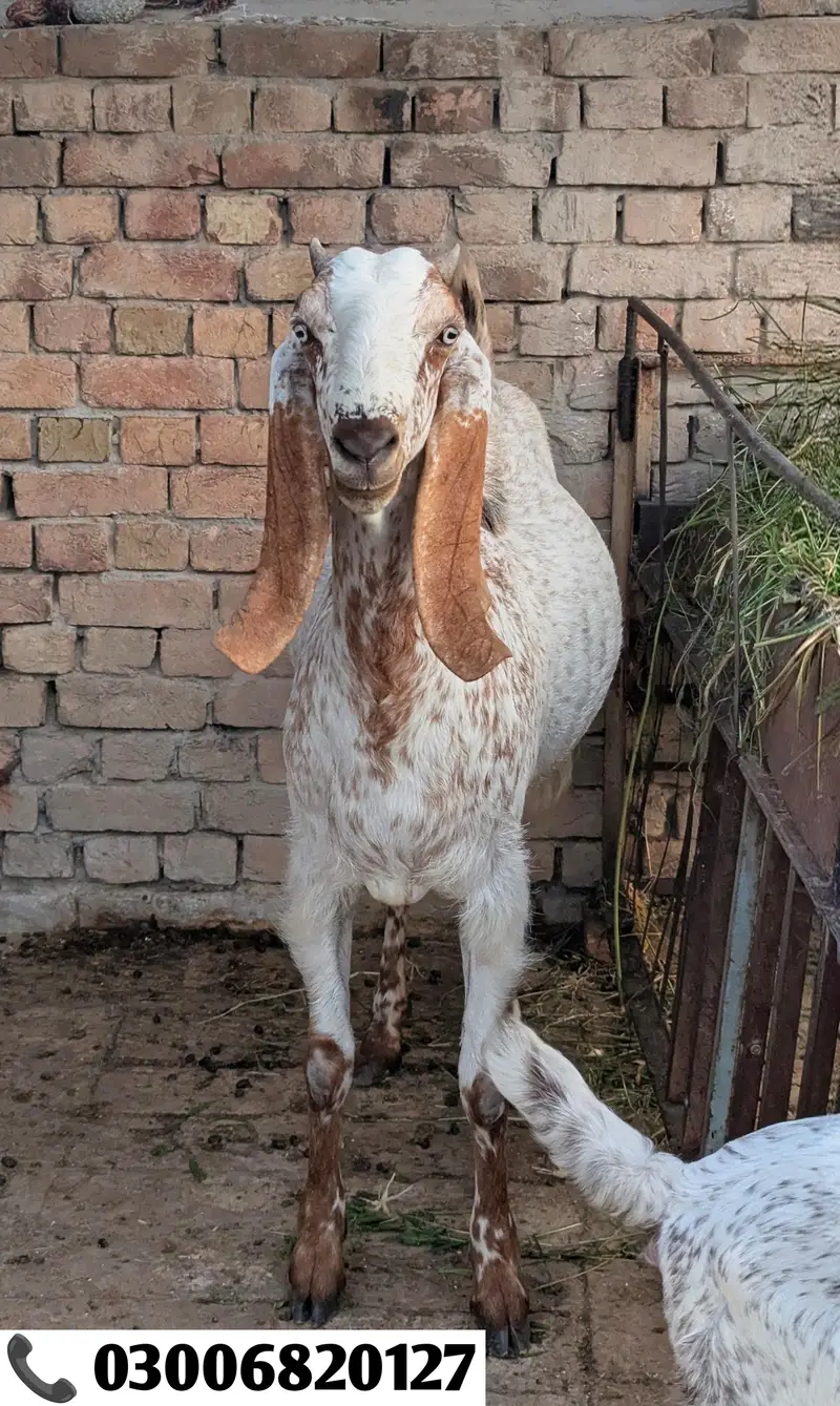 Bakrian For Sale | Goats For Sale | بکریاں فار سیل — photo 3