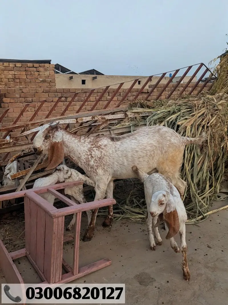 Bakrian For Sale | Goats For Sale | بکریاں فار سیل — photo 4