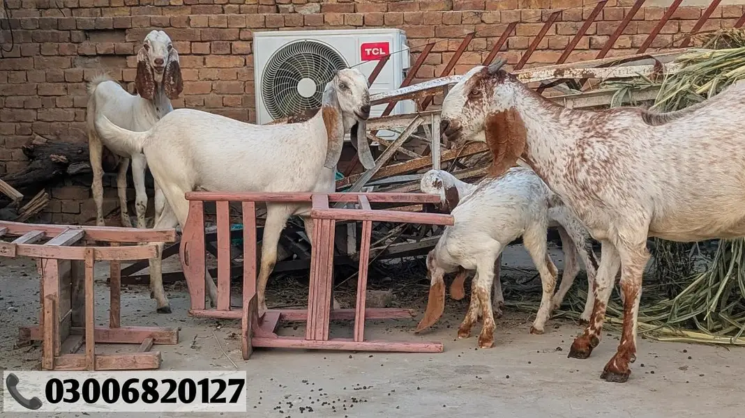 Bakrian For Sale | Goats For Sale | بکریاں فار سیل — photo 5