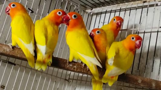 Love Birds