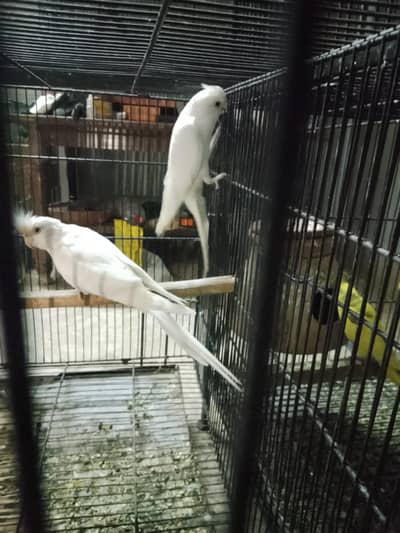 coctail breder pair