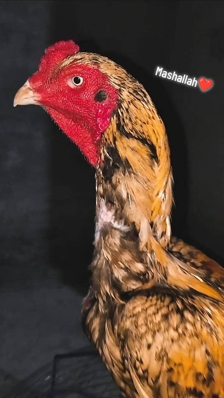 Healthy 0