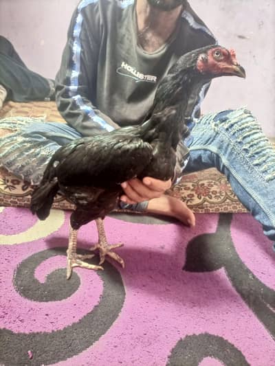 hi quality black hen