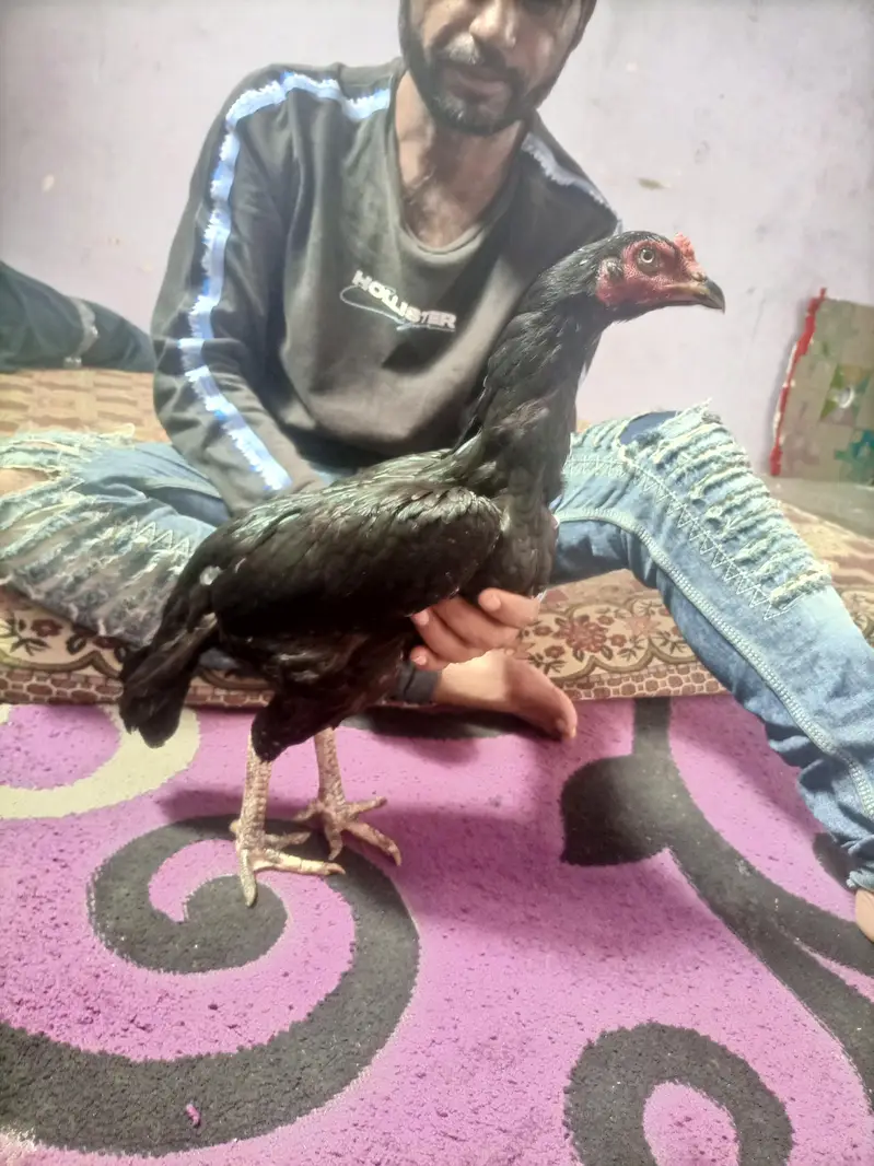 hi quality black hen — photo 2