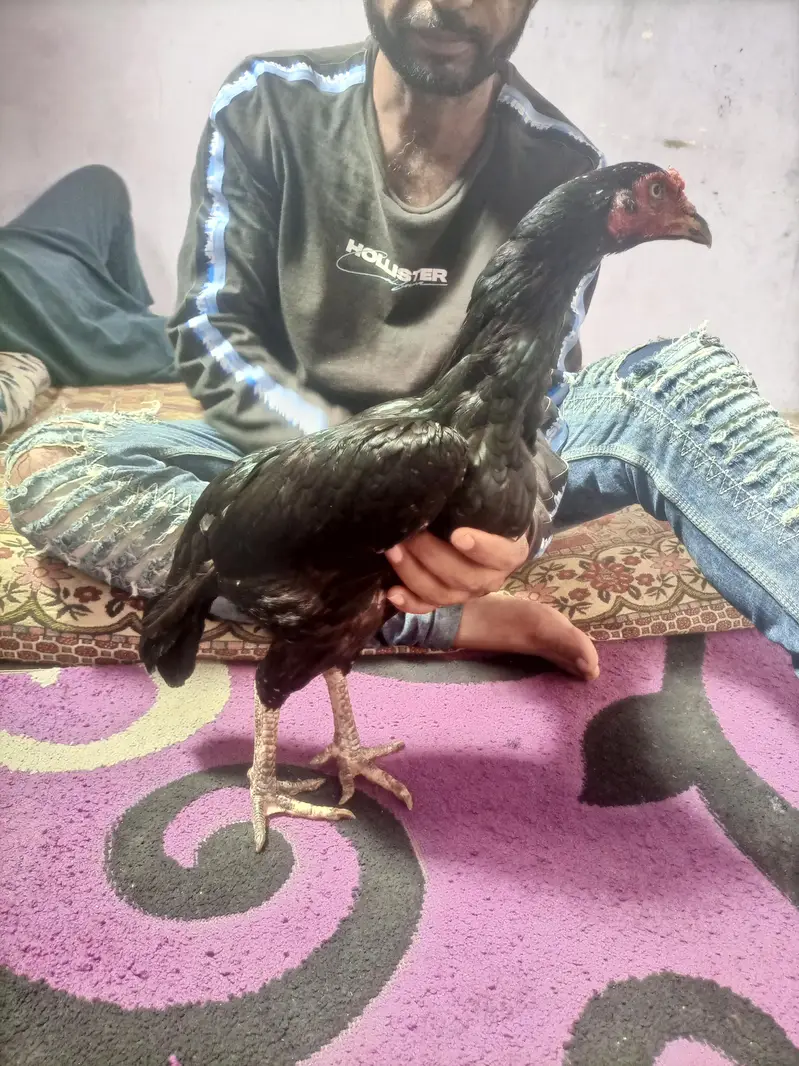 hi quality black hen — photo 3