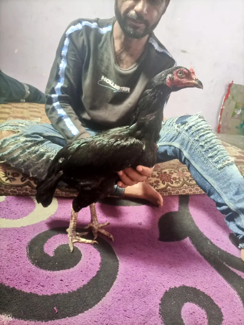 hi quality black hen — photo 4