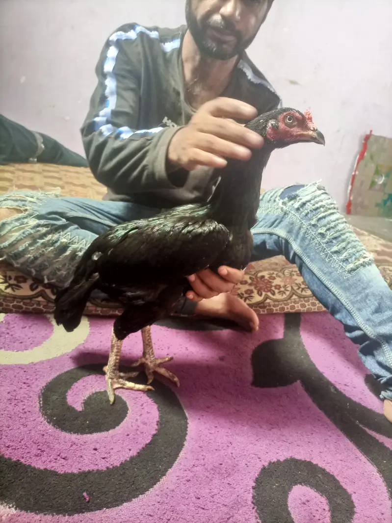 hi quality black hen — photo 5