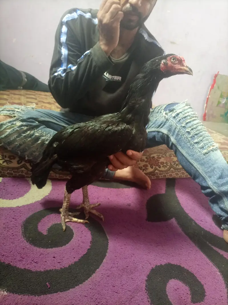 hi quality black hen — photo 6