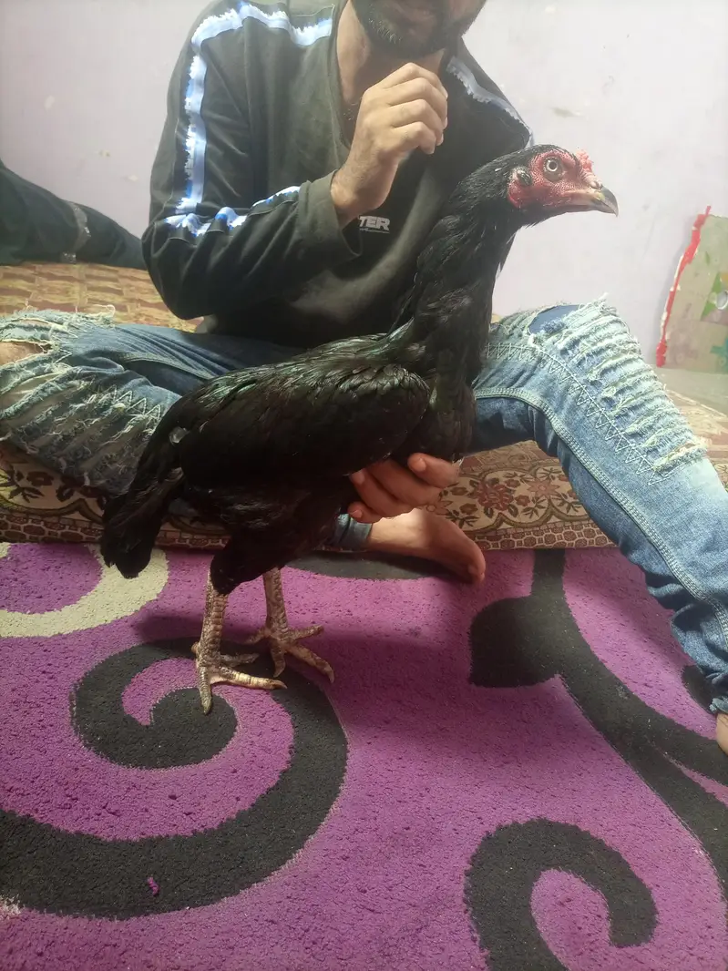hi quality black hen — photo 7
