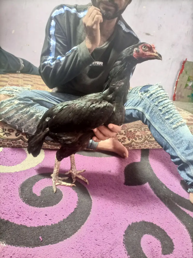 hi quality black hen — photo 8