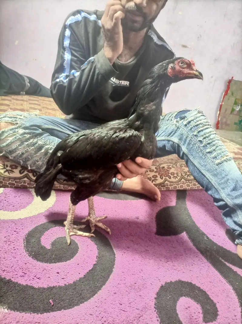 hi quality black hen — photo 9