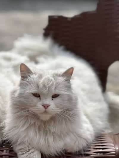 Triple coat white Persian female