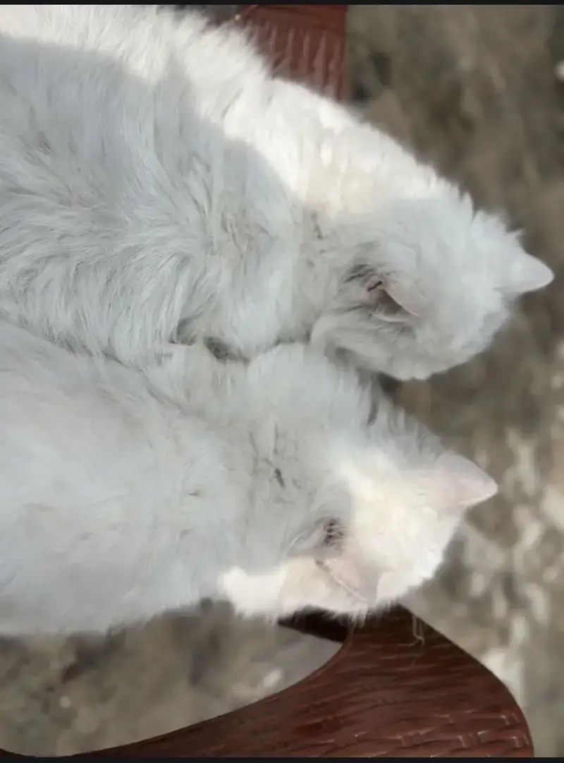Triple coat white Persian female — photo 2