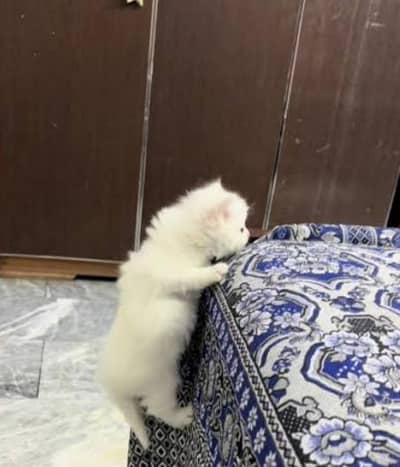 white and little bit brown fluffy soft cute kitten