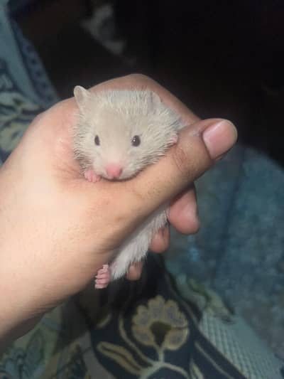 baby hamster