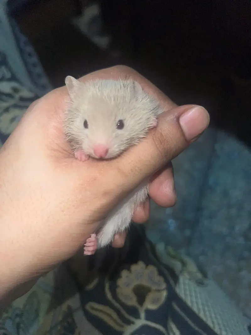 baby hamster