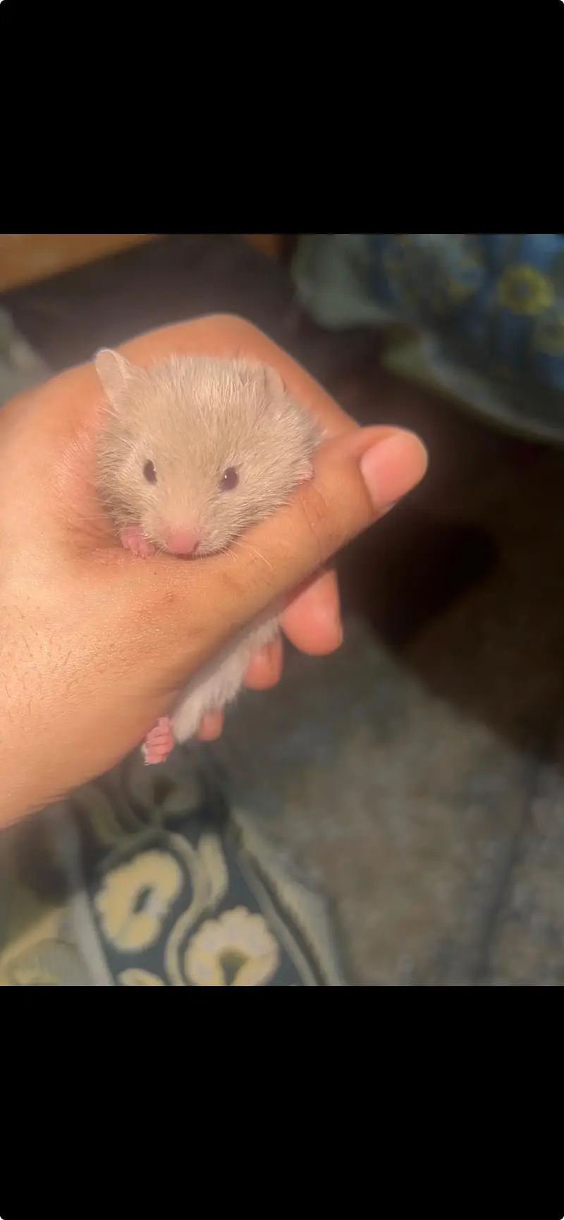 baby hamster — photo 2