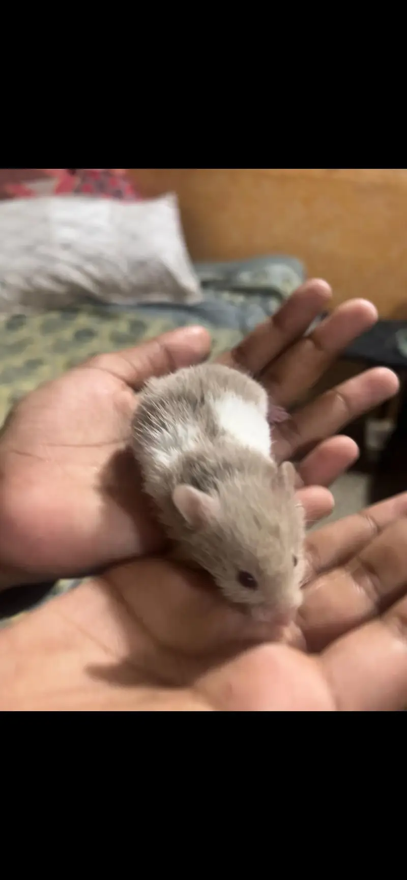 baby hamster — photo 3