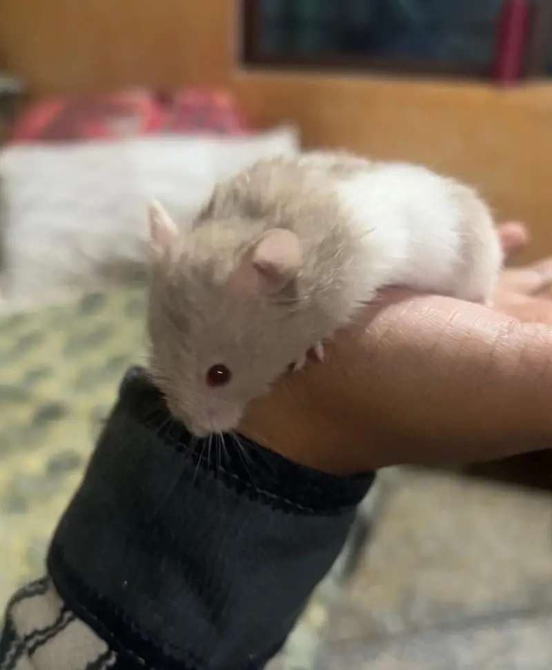 baby hamster — photo 4