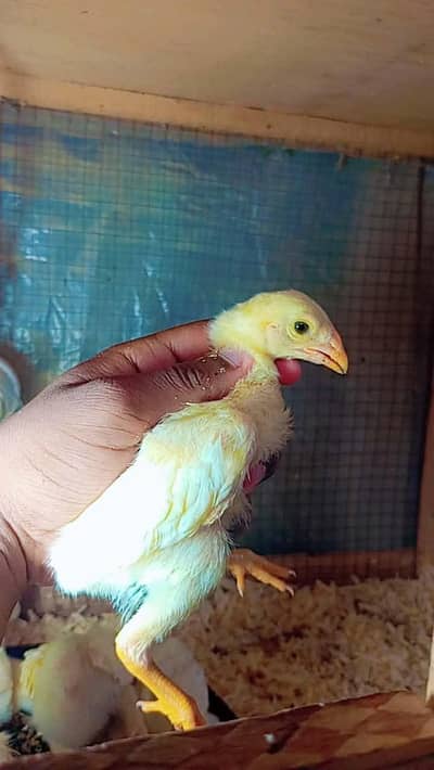 White king oh shamo chiks & Eggs available. . . . 03367349141