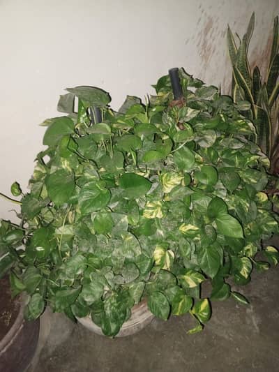 Money plant 2 pots