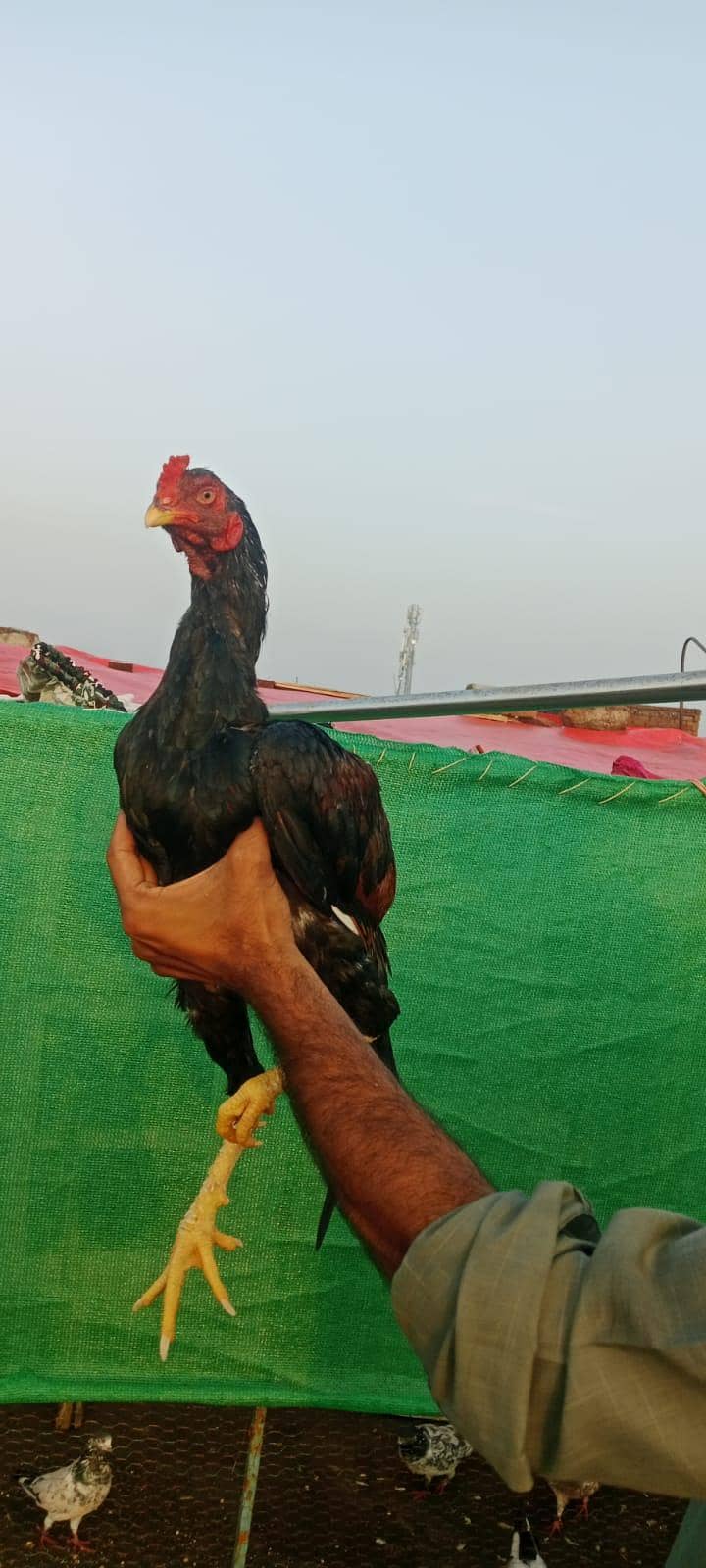Aseel patha Available 1