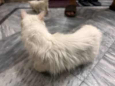 Pure Persian cat