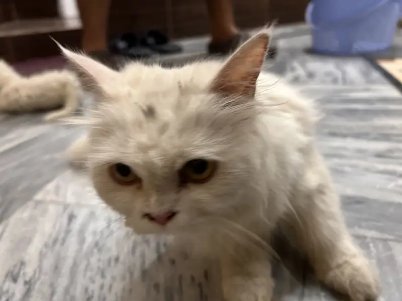 Pure Persian cat — photo 2