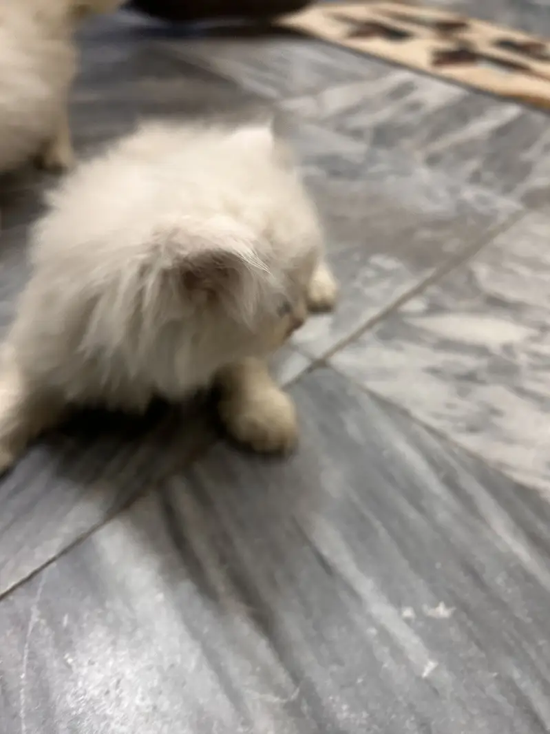Pure Persian cat — photo 3