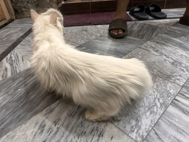 Pure Persian cat — photo 4
