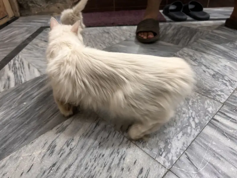 Pure Persian cat — photo 5