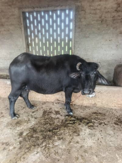 buffalo for sale