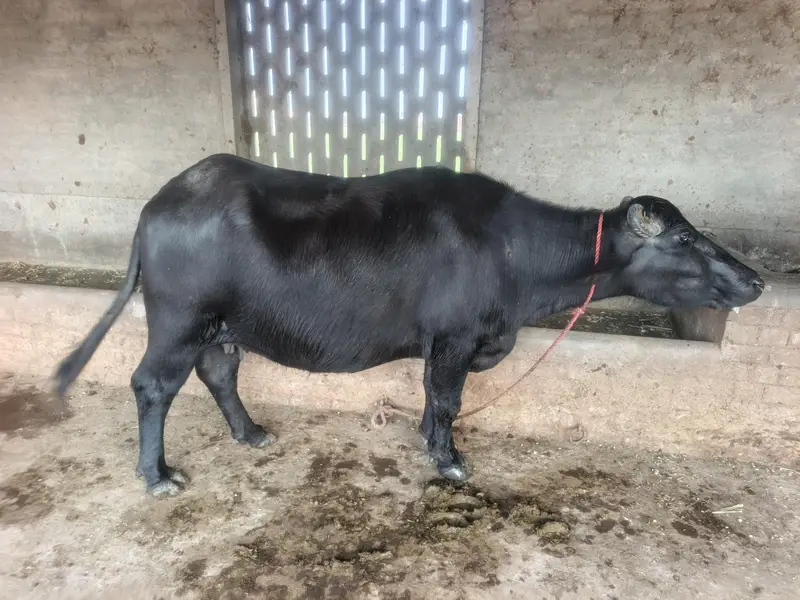 buffalo for sale — photo 2