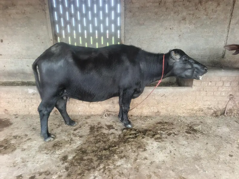 buffalo for sale — photo 3