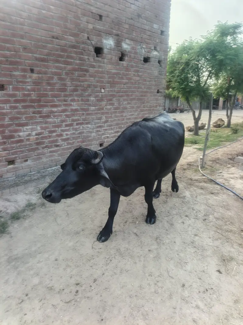 buffalo for sale — photo 4
